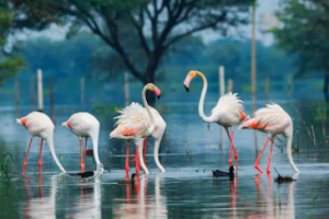 Keoladeo national park