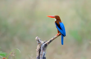 keoladeo birds